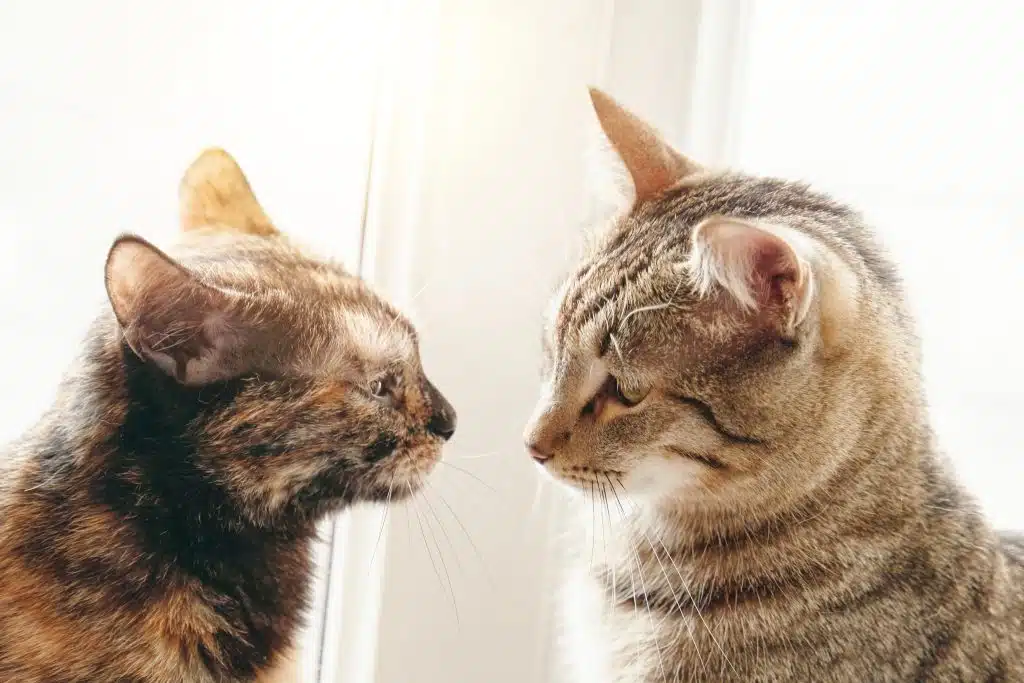 Two cats sitting together on a windowsill—a playful nod to Arabic dual grammar for pairs.